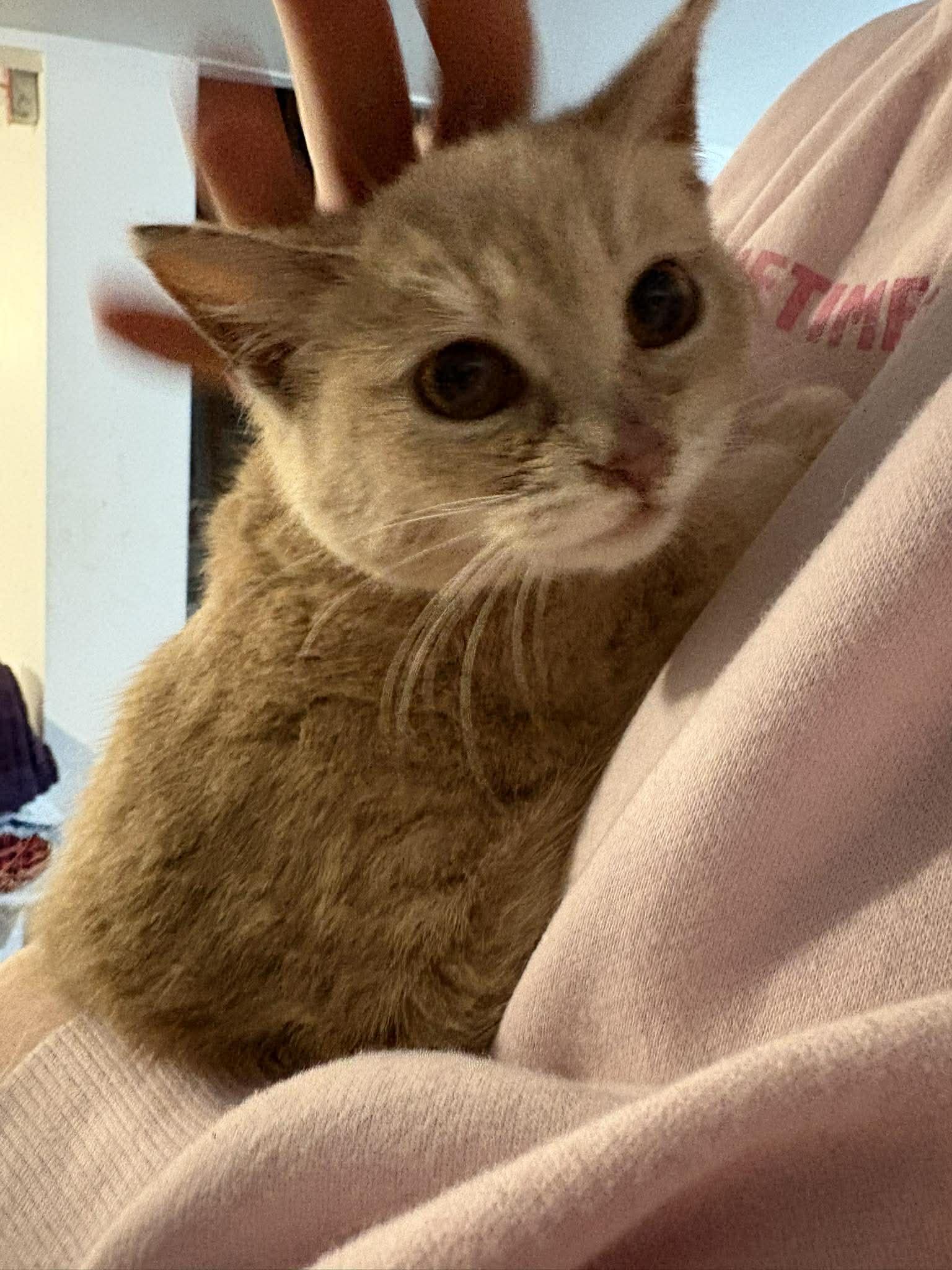 Enlarge CRACKERS, an adopted Domestic Short Hair in Tillsonburg, ON image 1/4