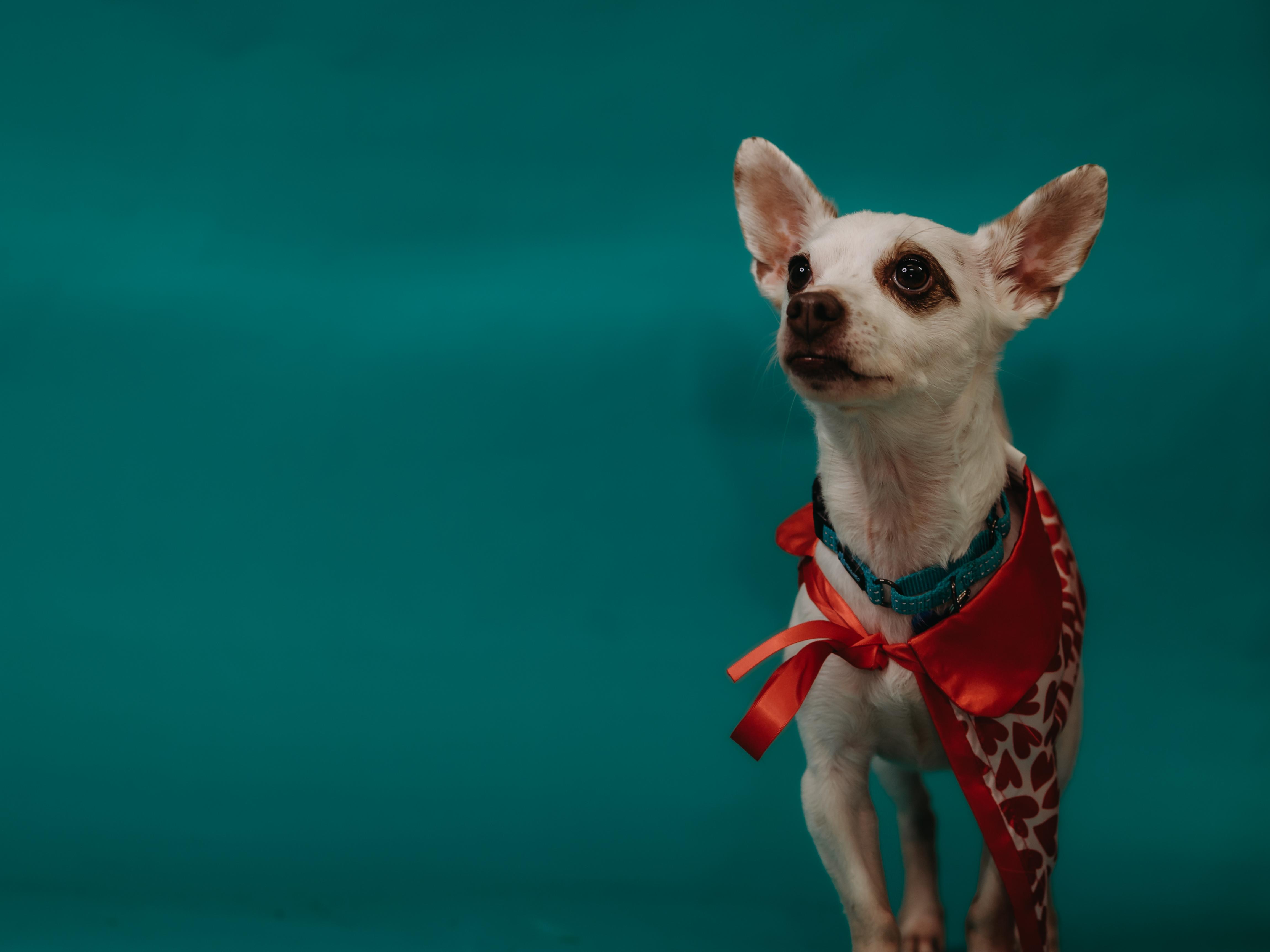 Enlarge Piglet, a ADOPTABLE mixed breed in De Pere, WI image 5/6