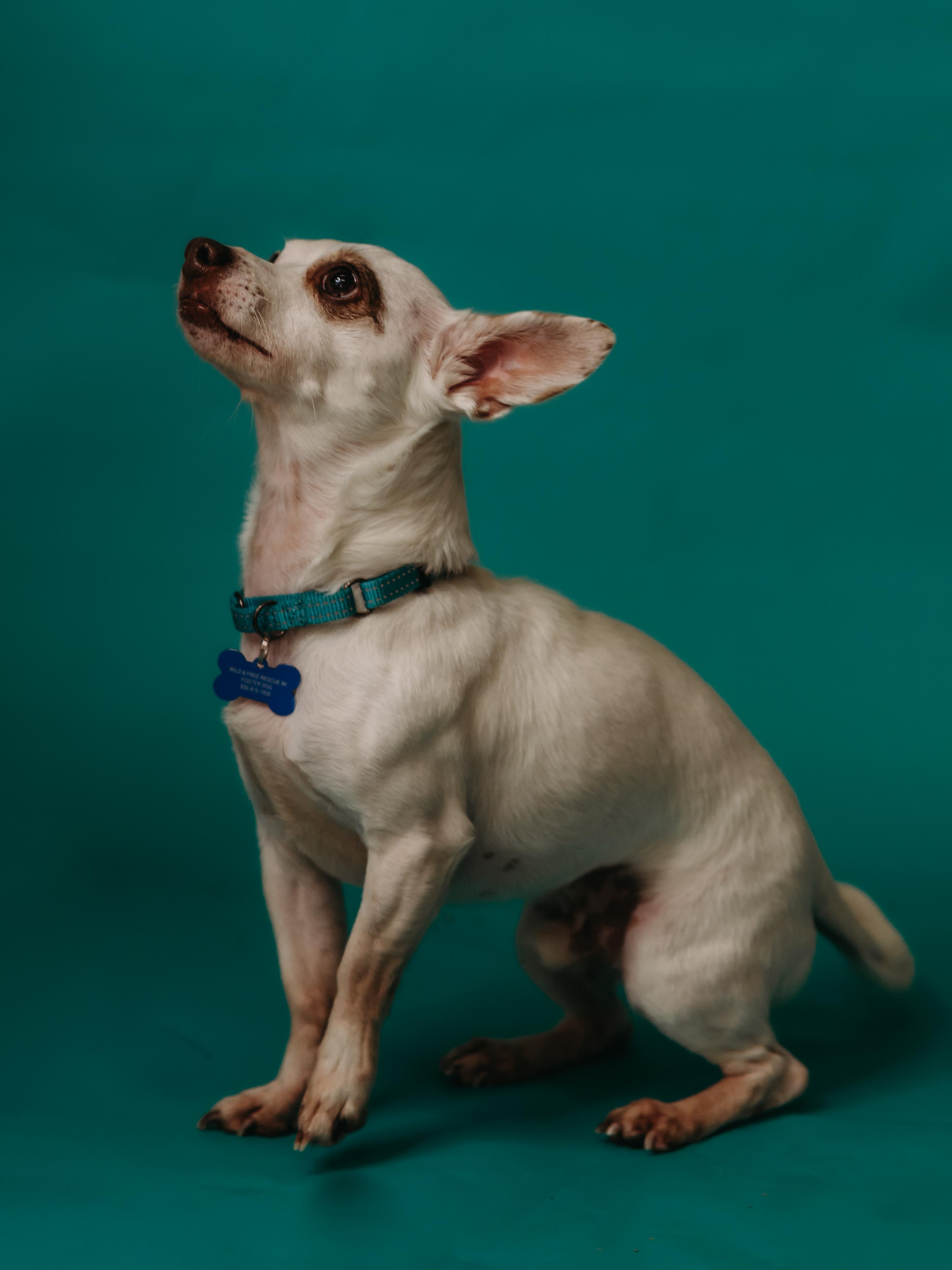 Enlarge Piglet, a ADOPTABLE mixed breed in De Pere, WI image 6/6