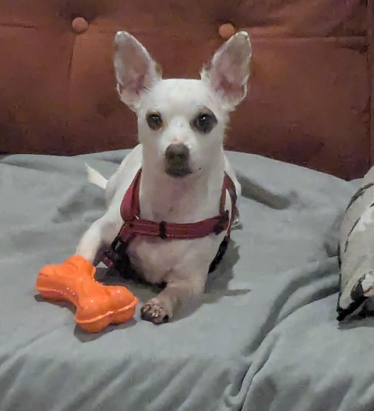 Enlarge Piglet, a ADOPTABLE mixed breed in De Pere, WI image 2/6