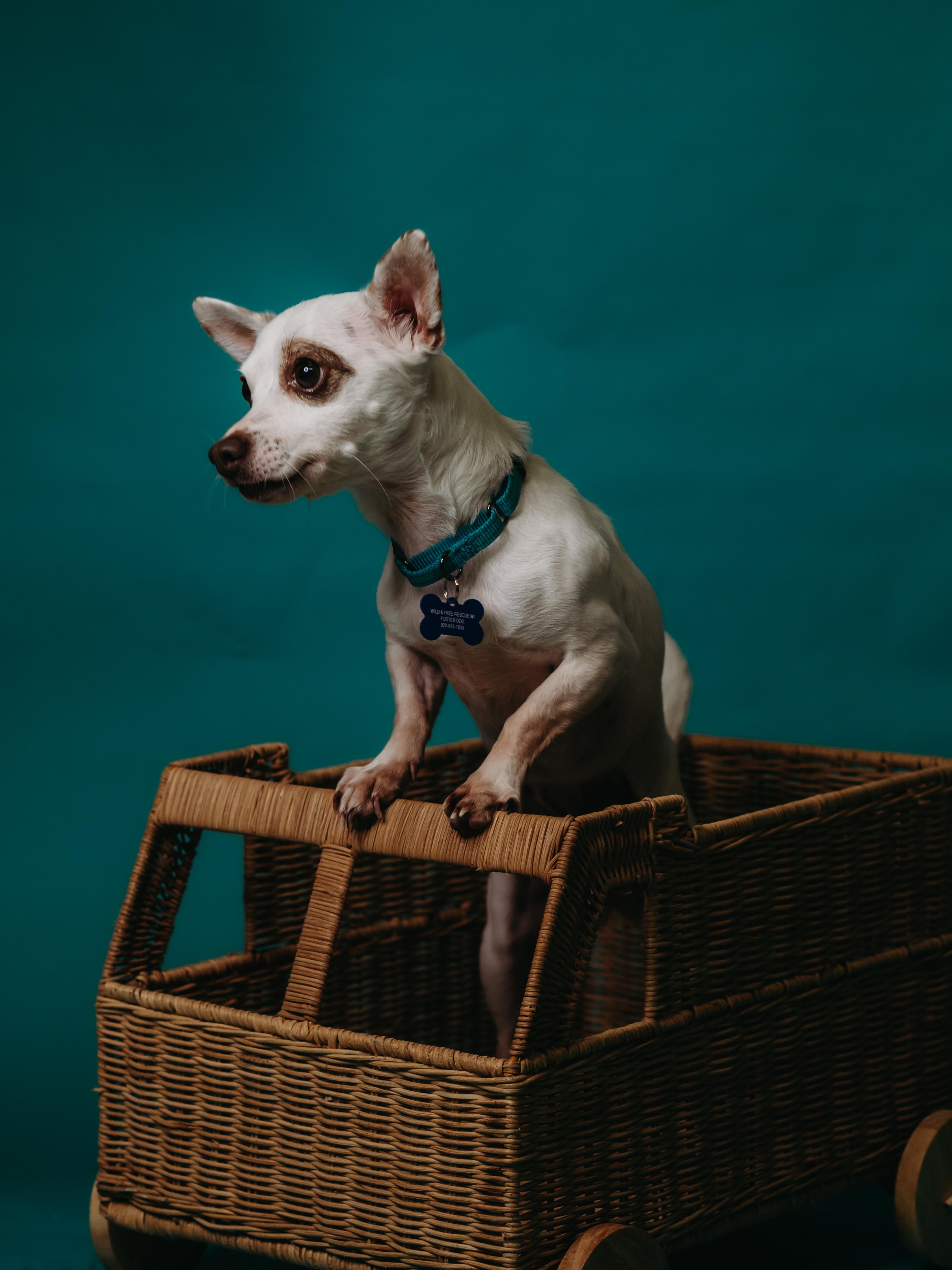 Piglet, ADOPTABLE, Young Male Chihuahua.