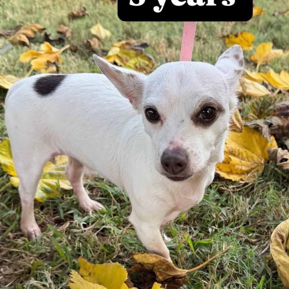 Enlarge Piglet, a ADOPTABLE mixed breed in De Pere, WI image 4/6