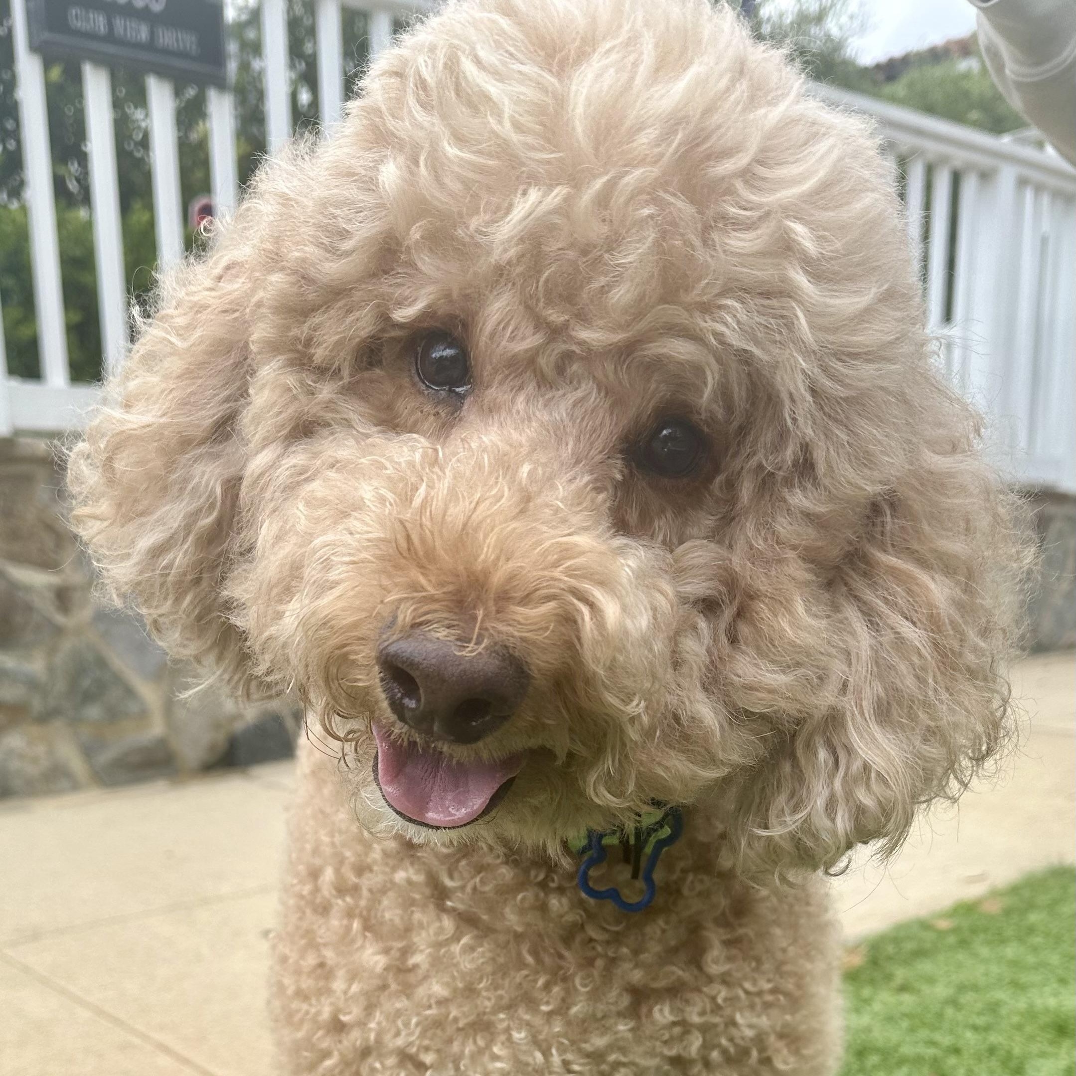 Rex, a Adopted Goldendoodle in Los Angeles, CA image 2/5