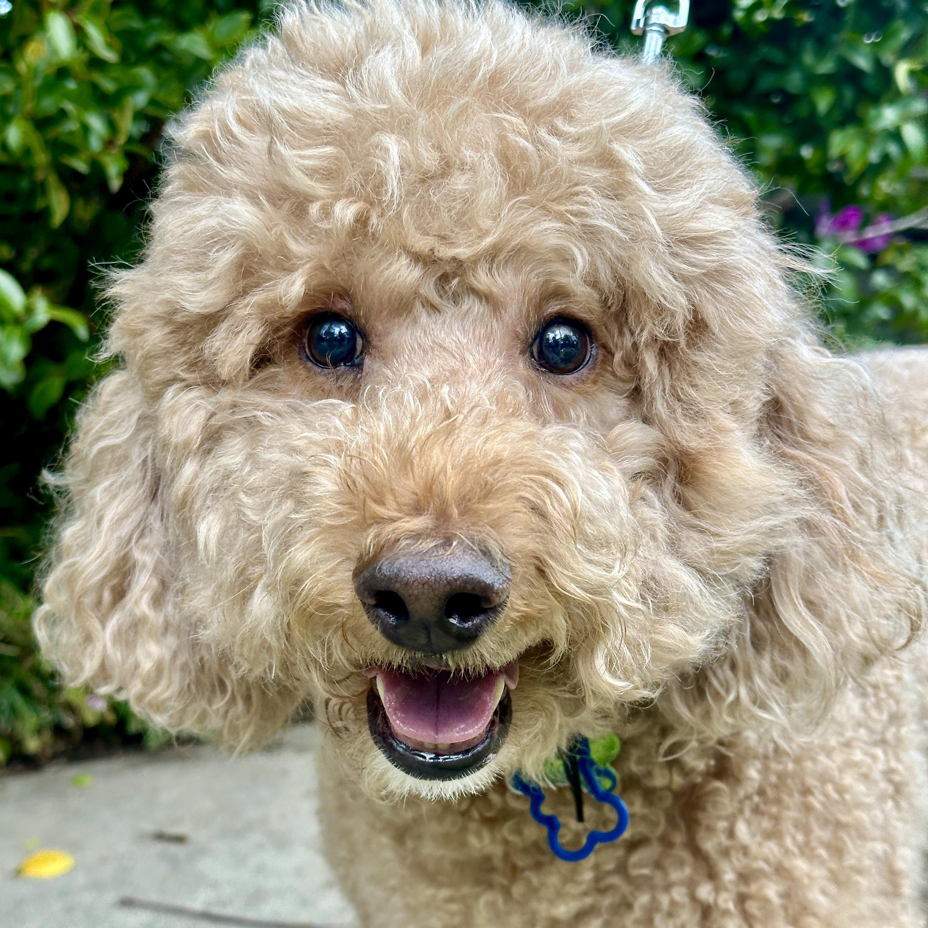 Rex, a Adopted Goldendoodle in Los Angeles, CA image 3/5