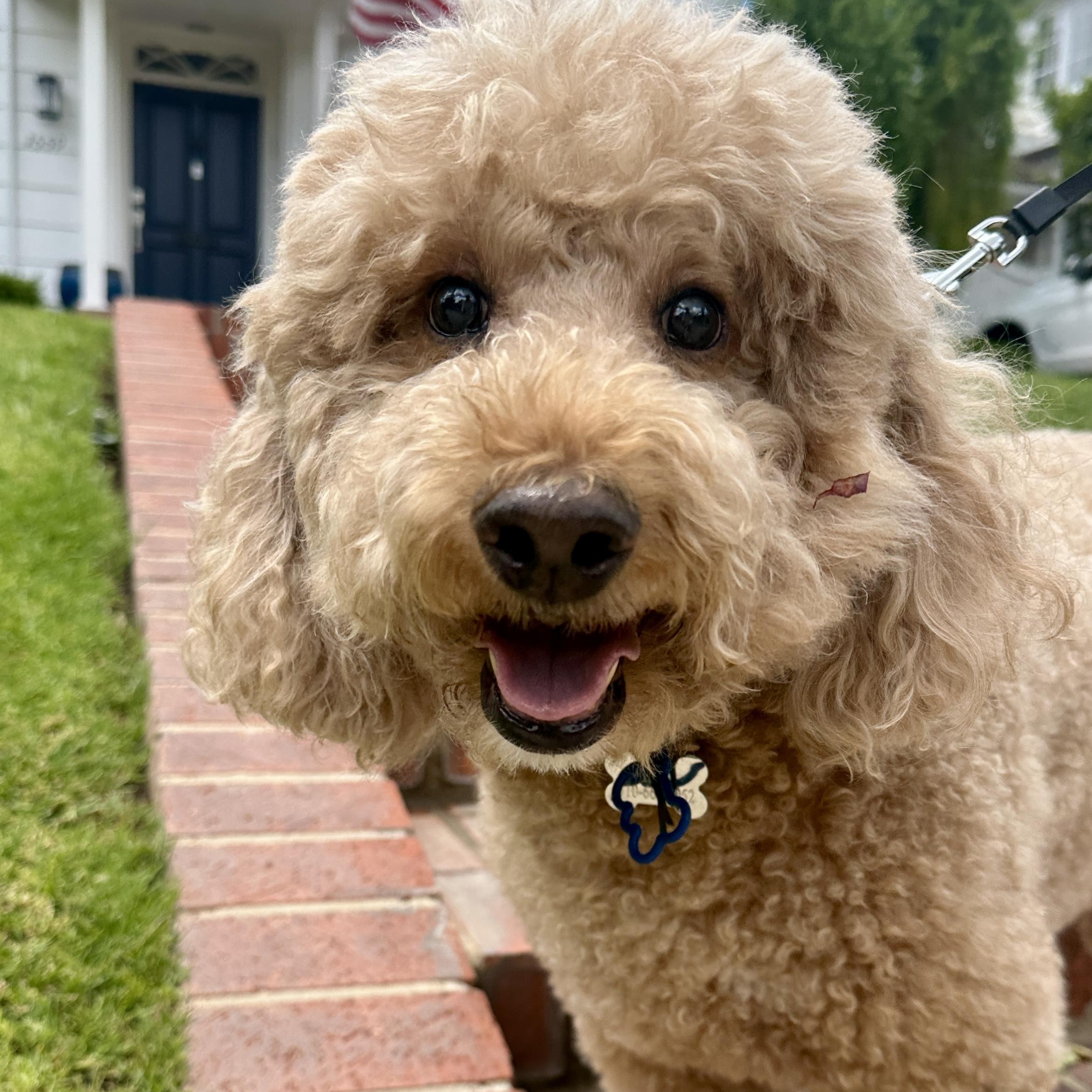 Rex, a Adopted Goldendoodle in Los Angeles, CA image 5/5