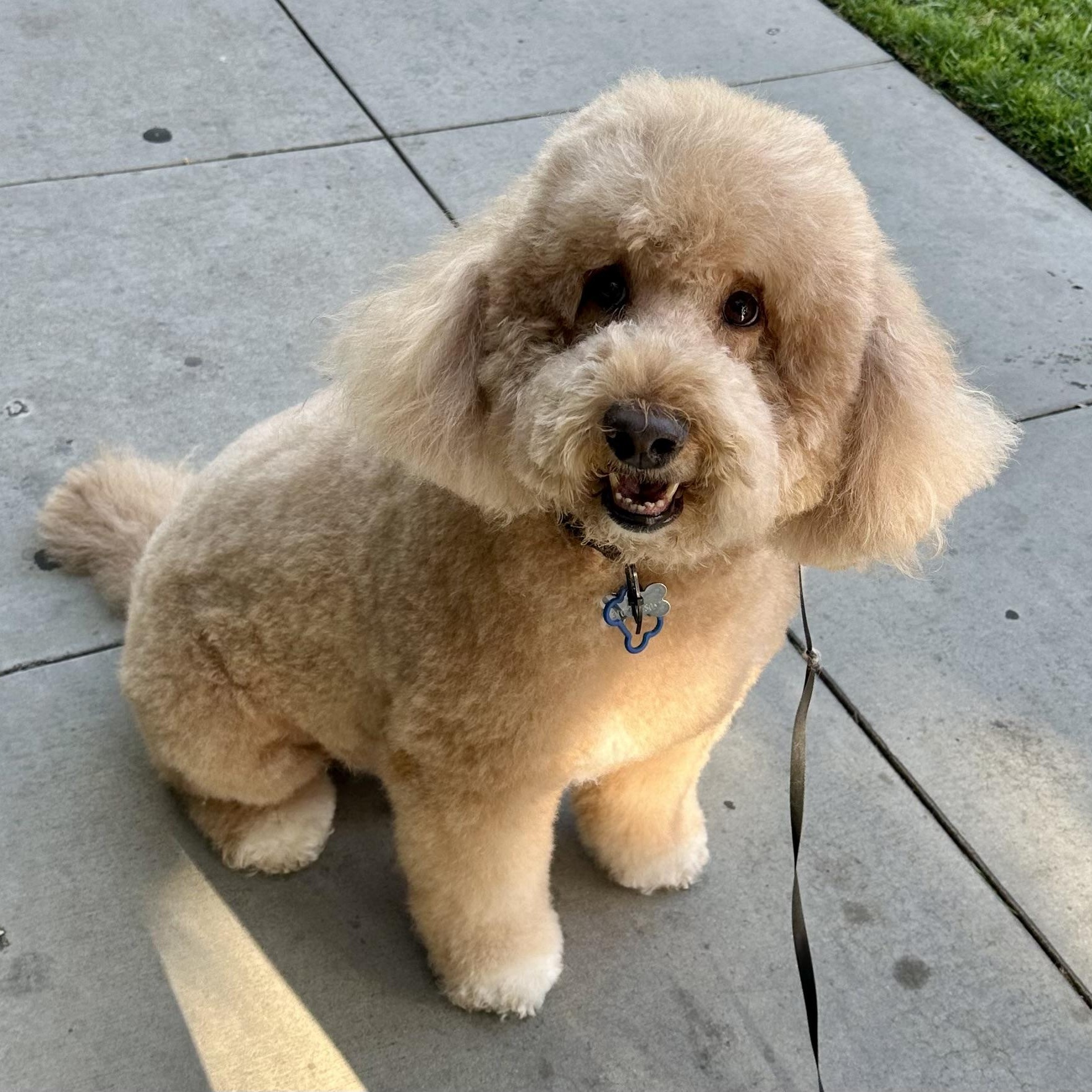 Rex, a Adopted Goldendoodle in Los Angeles, CA image 1/5
