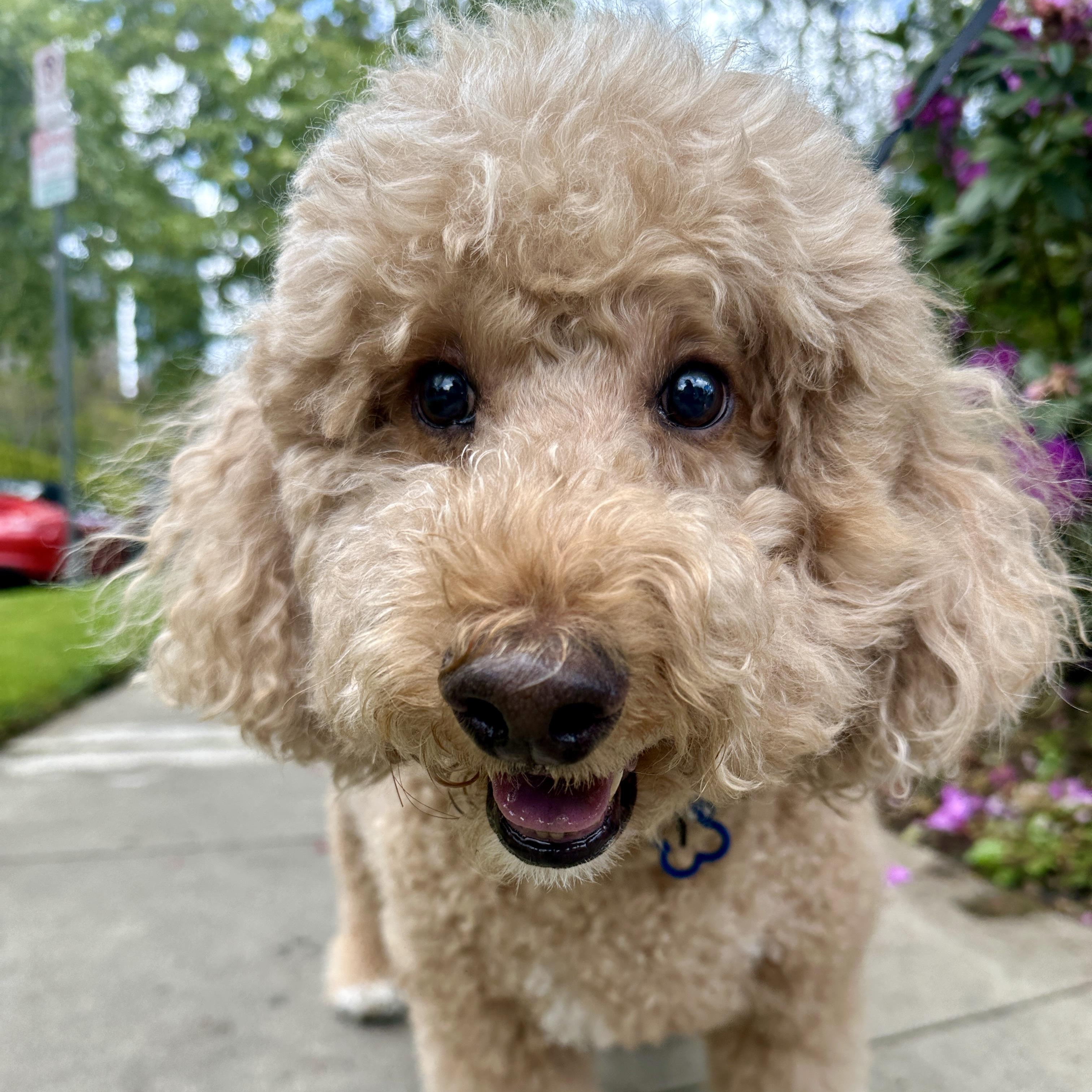Rex, a Adopted Goldendoodle in Los Angeles, CA image 4/5