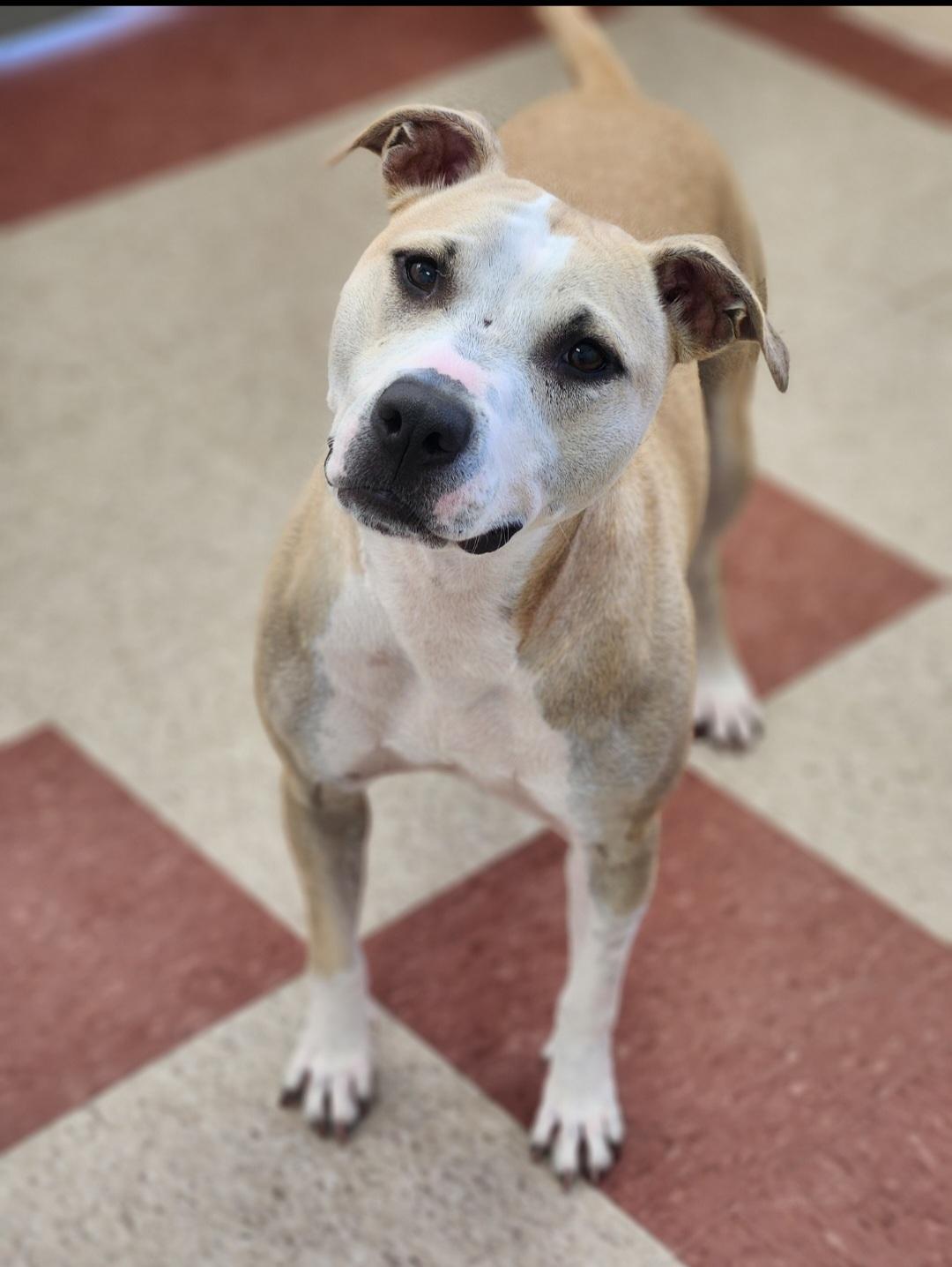 Enlarge Roxie, a ADOPTABLE mixed breed in Sewaren, NJ image 1/1