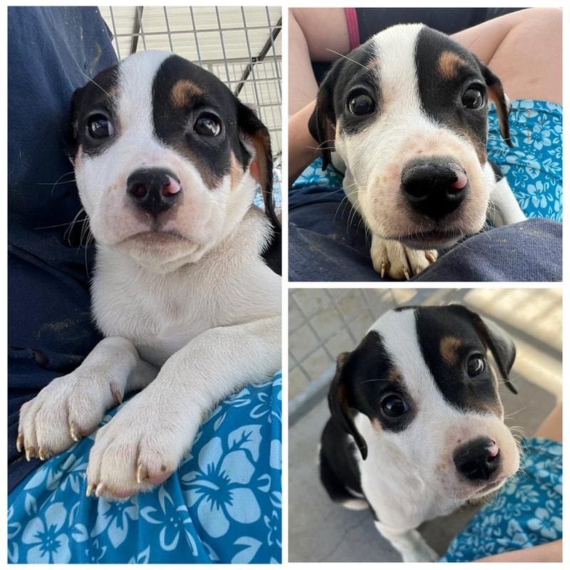 Oakley, Adoptable, Puppy Male Mixed Breed.