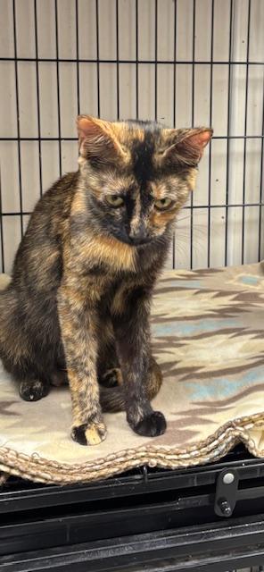 Enlarge Hallie "Mommy Cat", a Adoptable American Shorthair in Perry, GA image 1/1
