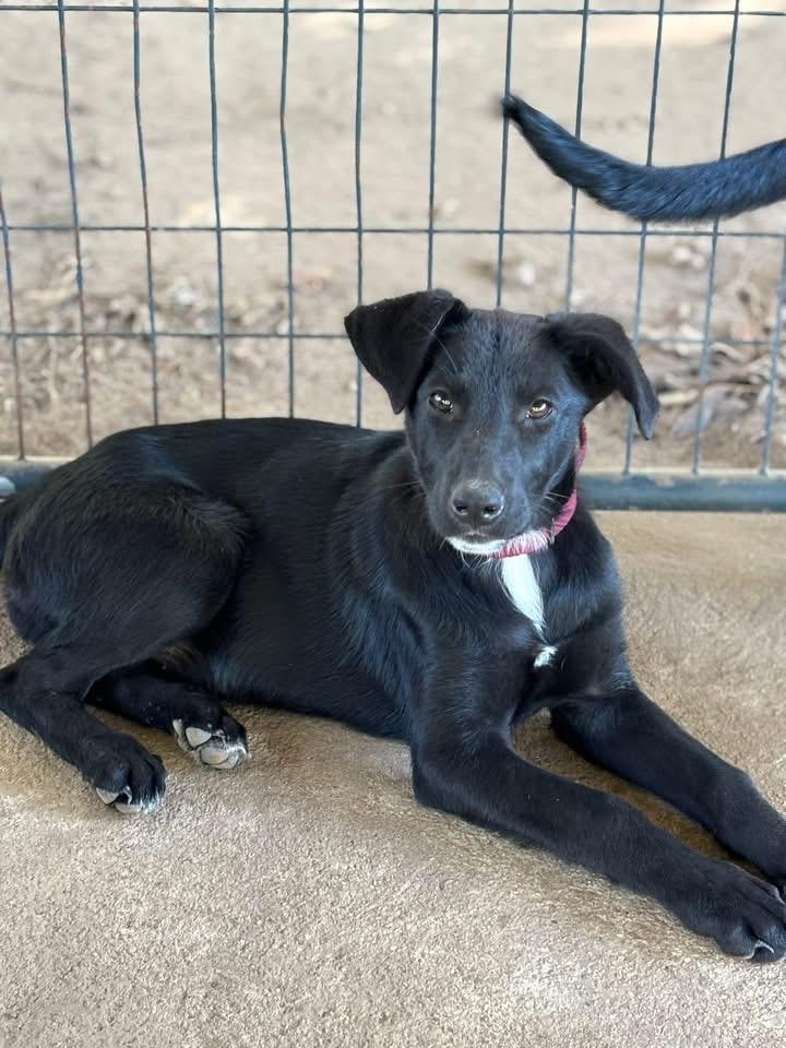 Fauna, Adoptable, Young Female Labrador Retriever.