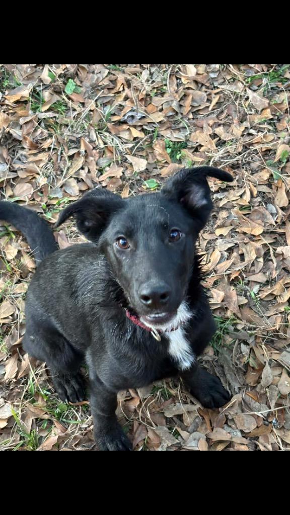 Enlarge Fauna, a Adoptable mixed breed in Gilmer, TX image 2/4