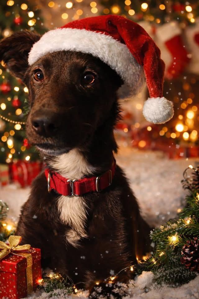 Fauna, Adoptable, Puppy Female Labrador Retriever.