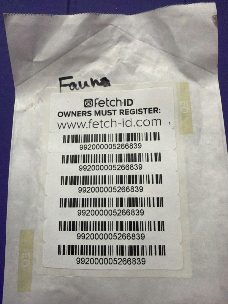 Enlarge Fauna, a Adoptable mixed breed in Gilmer, TX image 4/4