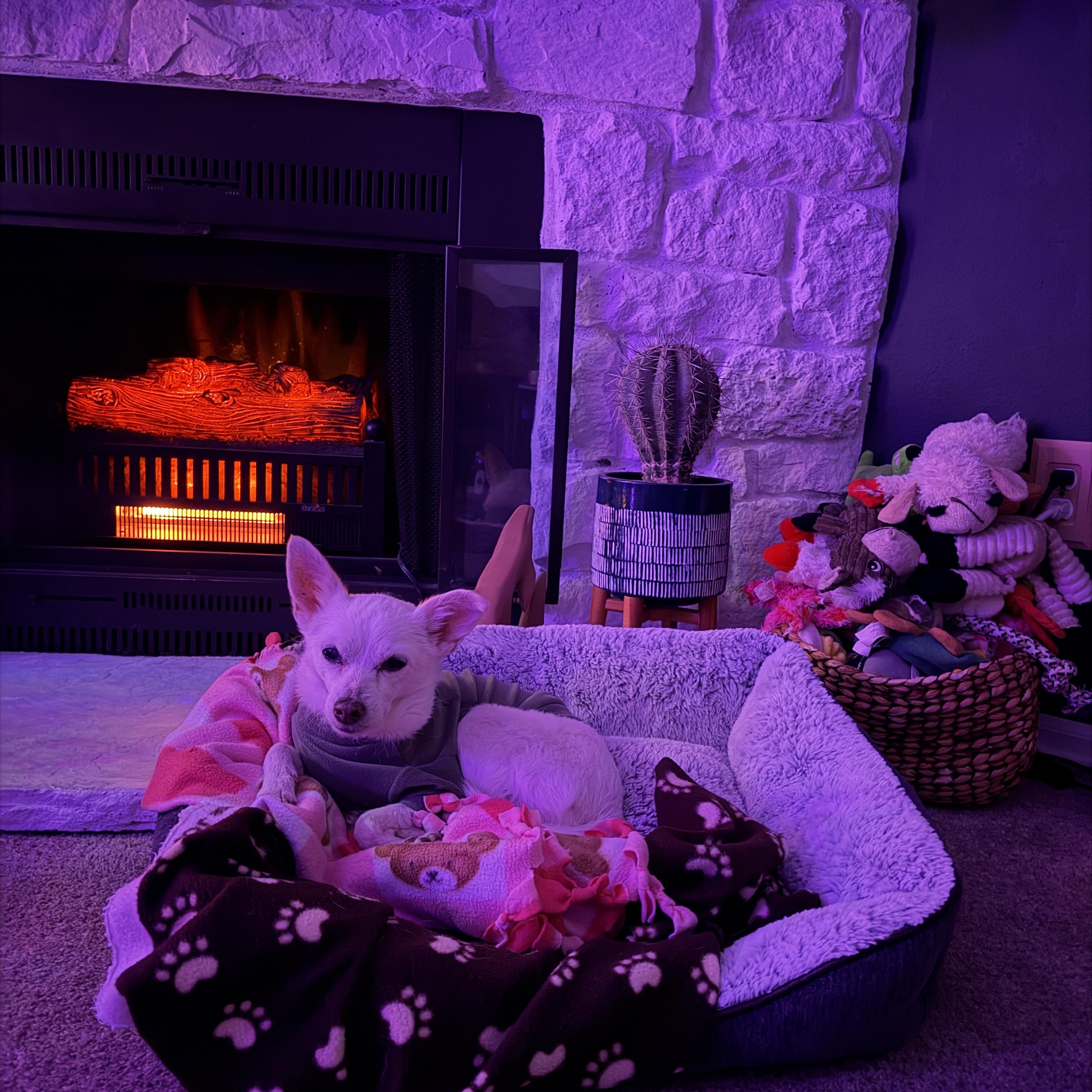 Enlarge Dash, a ADOPTABLE mixed breed in Colorado Springs, CO image 2/6