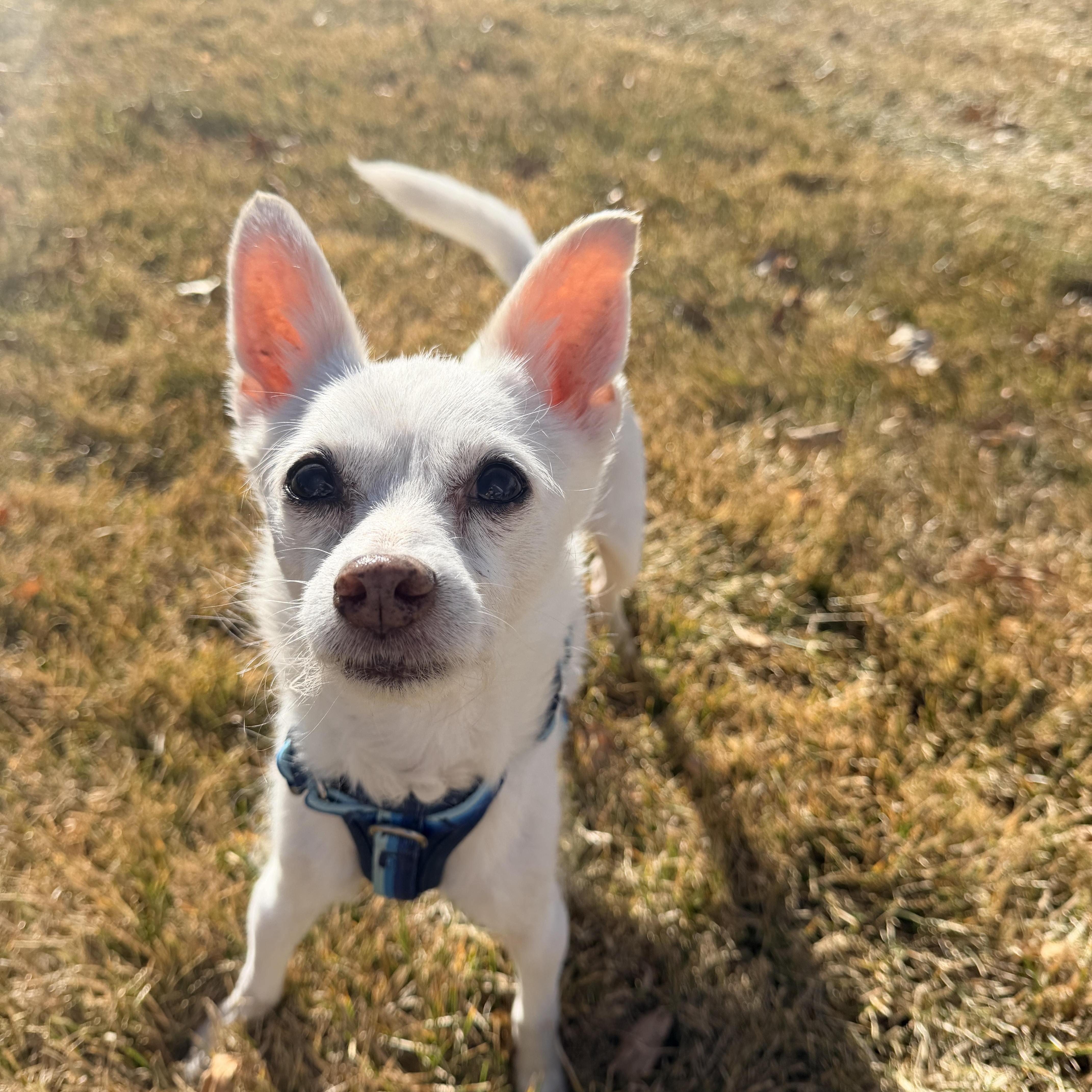 Enlarge Dash, a ADOPTABLE mixed breed in Colorado Springs, CO image 1/6