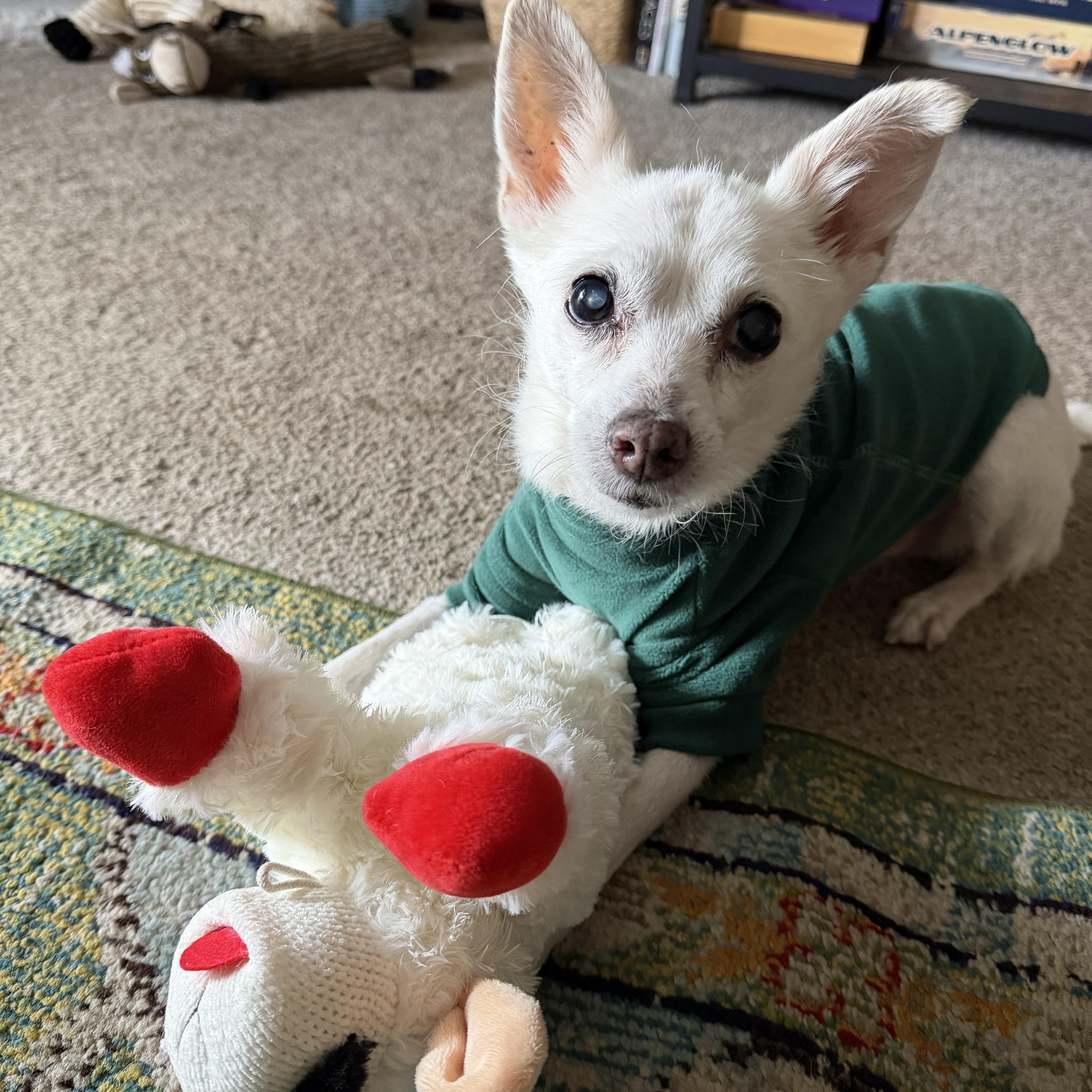 Enlarge Dash, a ADOPTABLE mixed breed in Colorado Springs, CO image 3/6