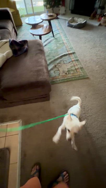 Enlarge Dash, a ADOPTABLE mixed breed in Colorado Springs, CO video 6/6