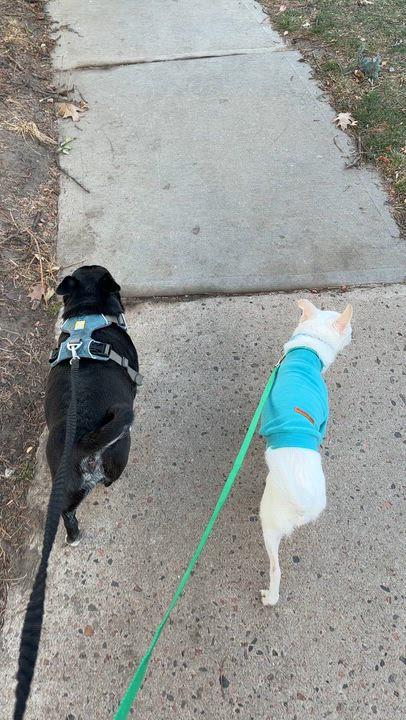 Enlarge Dash, a ADOPTABLE mixed breed in Colorado Springs, CO video 5/6