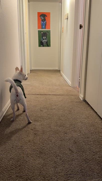 Enlarge Dash, a ADOPTABLE mixed breed in Colorado Springs, CO video 4/6