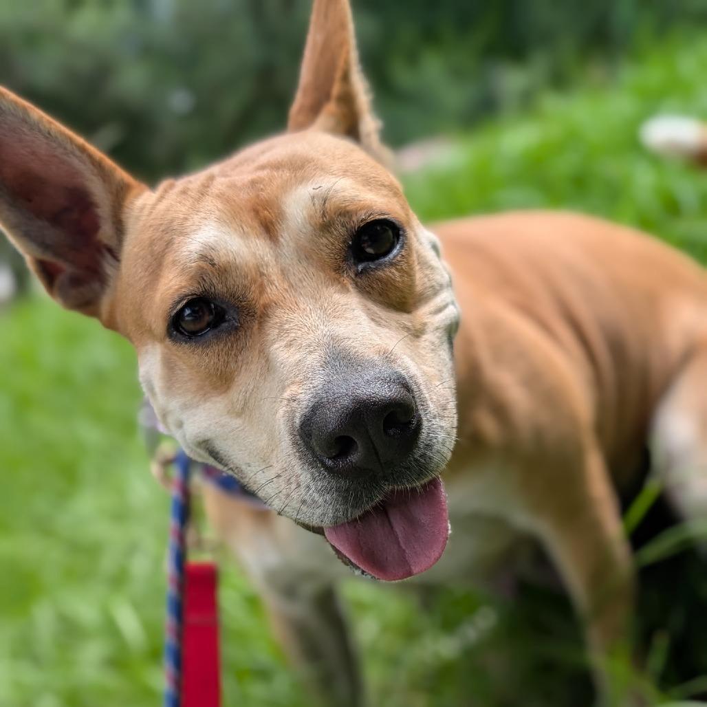 Loopy 27745, a Adoptable Mixed Breed in Middleburg, FL image 1/4