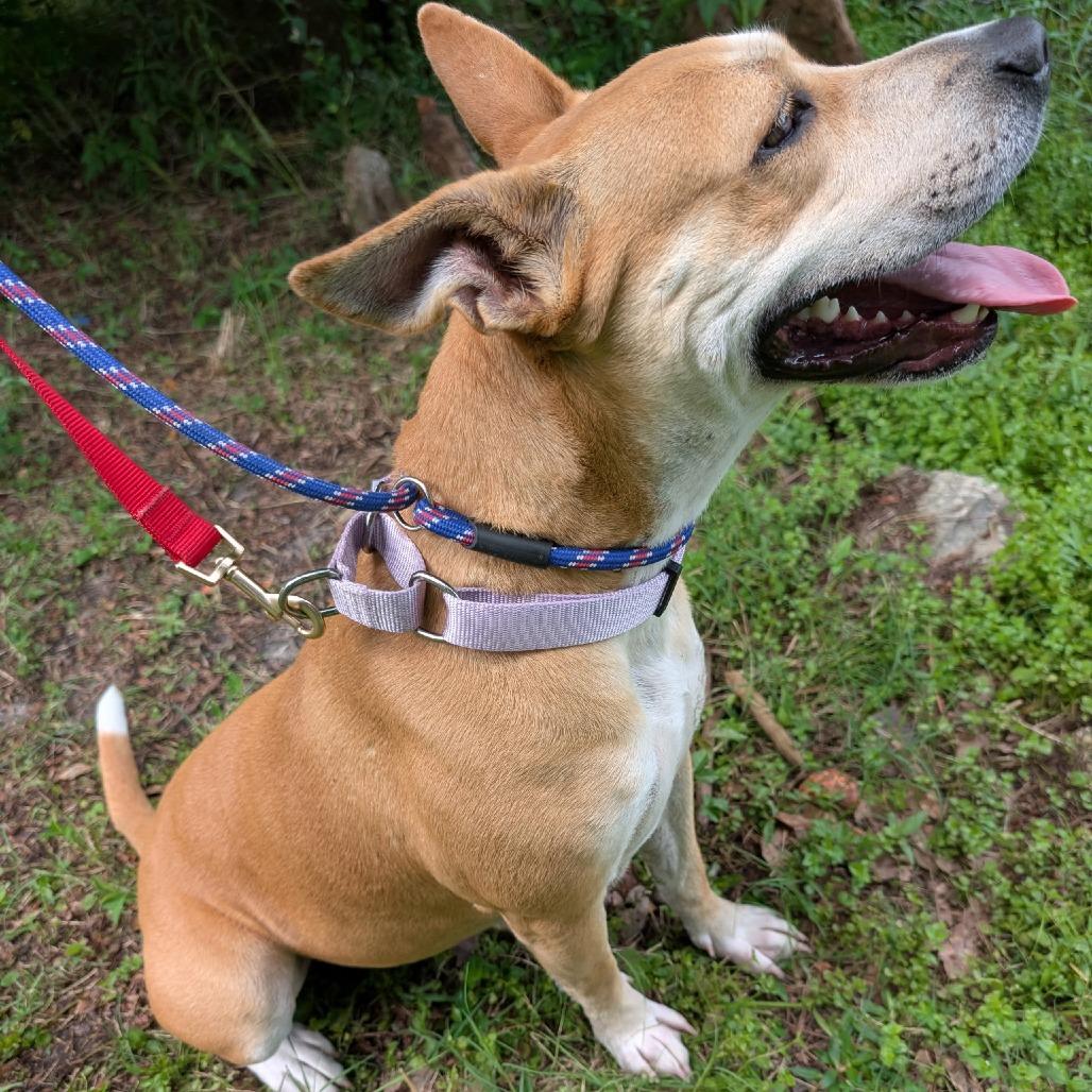 Loopy 27745, a Adoptable Mixed Breed in Middleburg, FL image 2/4