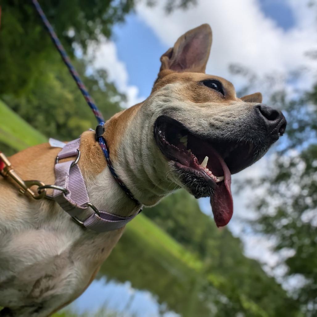 Loopy 27745, a Adoptable Mixed Breed in Middleburg, FL image 3/4
