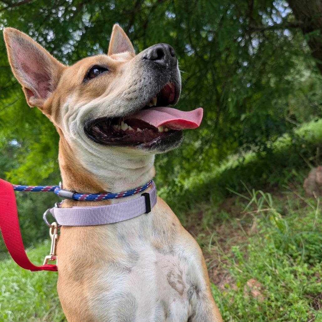 Loopy 27745, a Adoptable Mixed Breed in Middleburg, FL image 4/4