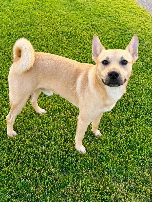 Matthew James, Adoptable, Young Male Basenji & Terrier.