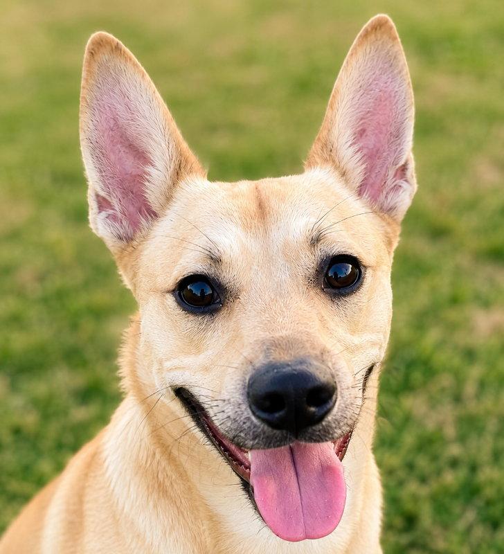 Enlarge Matthew James, a Adoptable mixed breed in Mankato, MN image 2/3