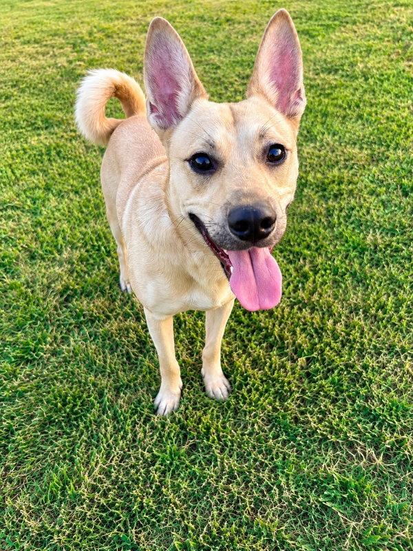 Enlarge Matthew James, a Adoptable mixed breed in Mankato, MN image 3/3