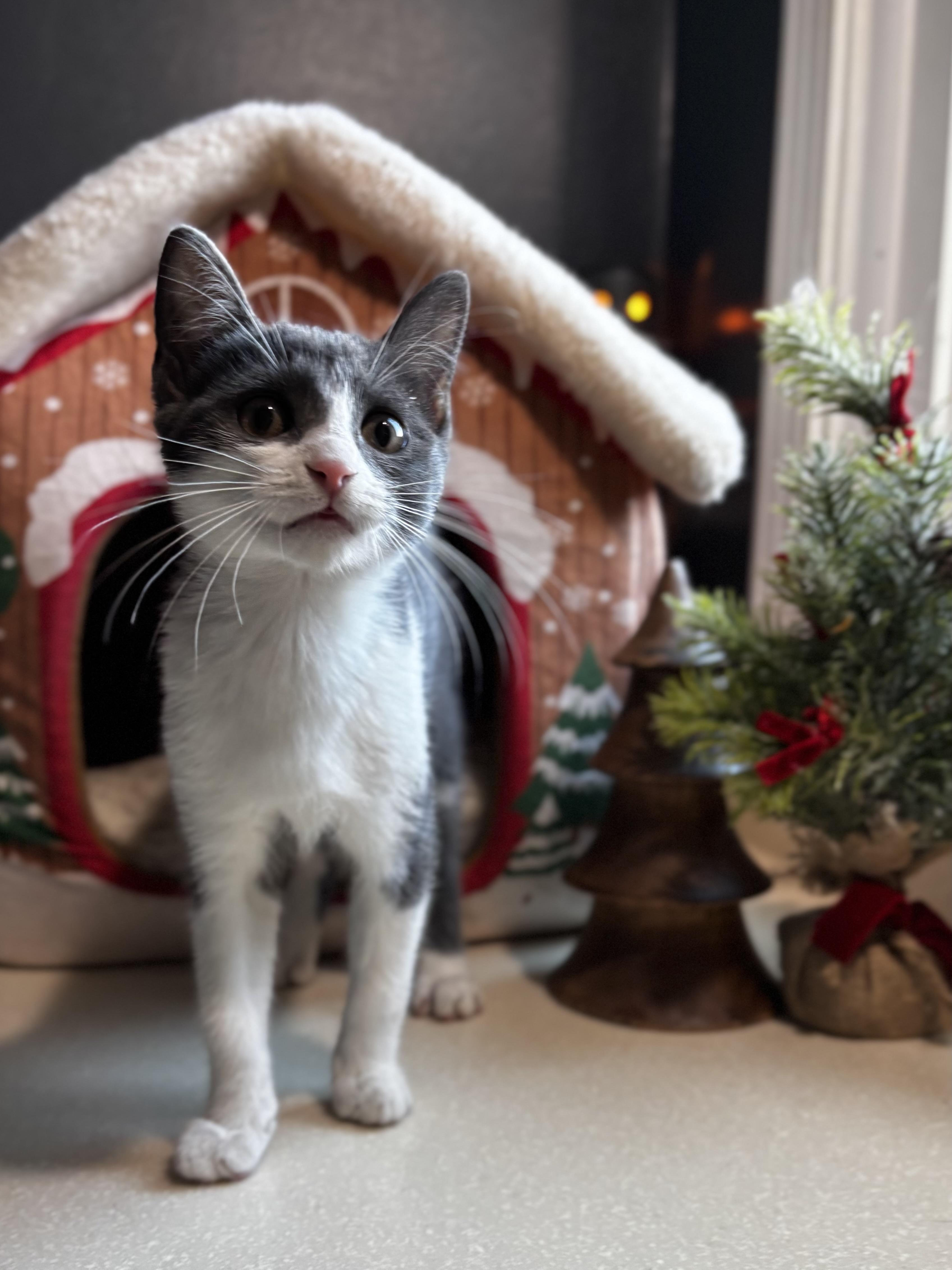 Vera: Pre-Adoption, ADOPTABLE, Kitten Female Domestic Short Hair.