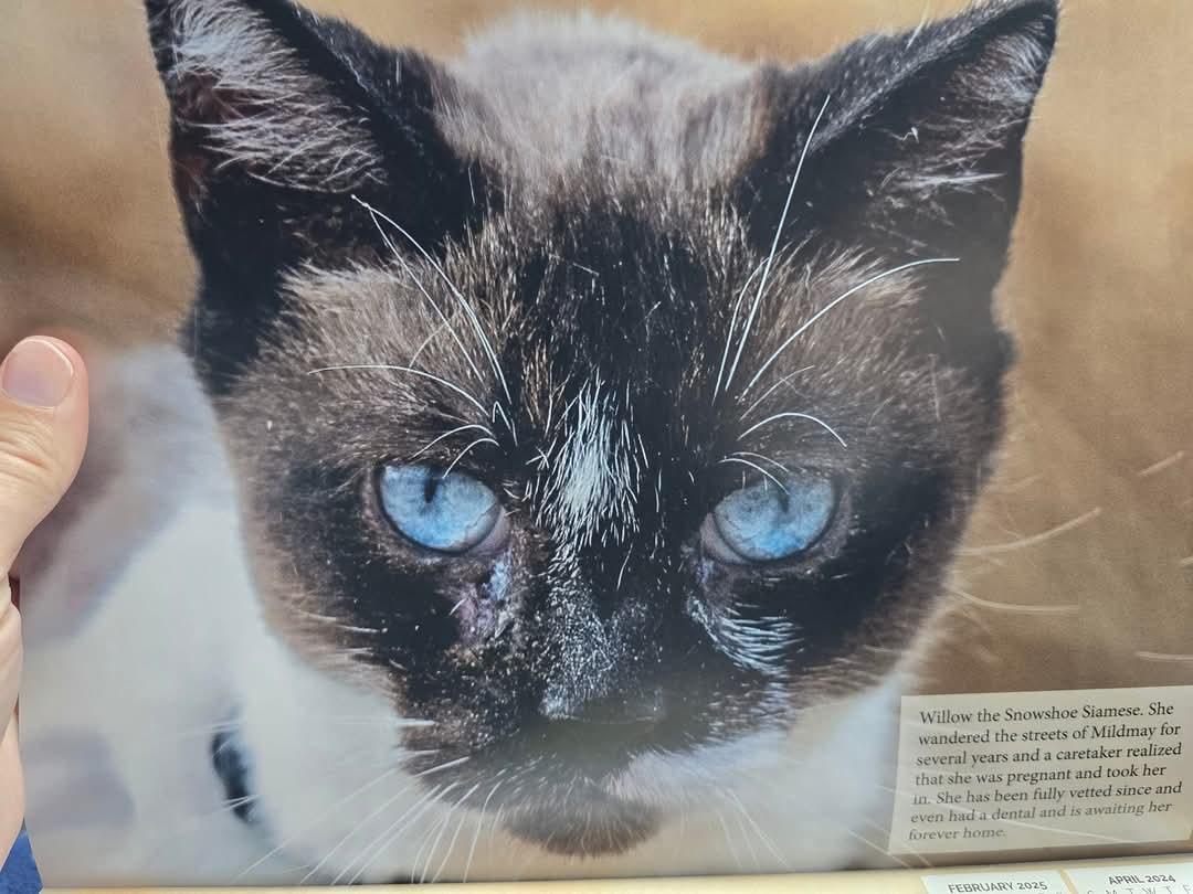 Willow, a Snowshoe Cat photo 1