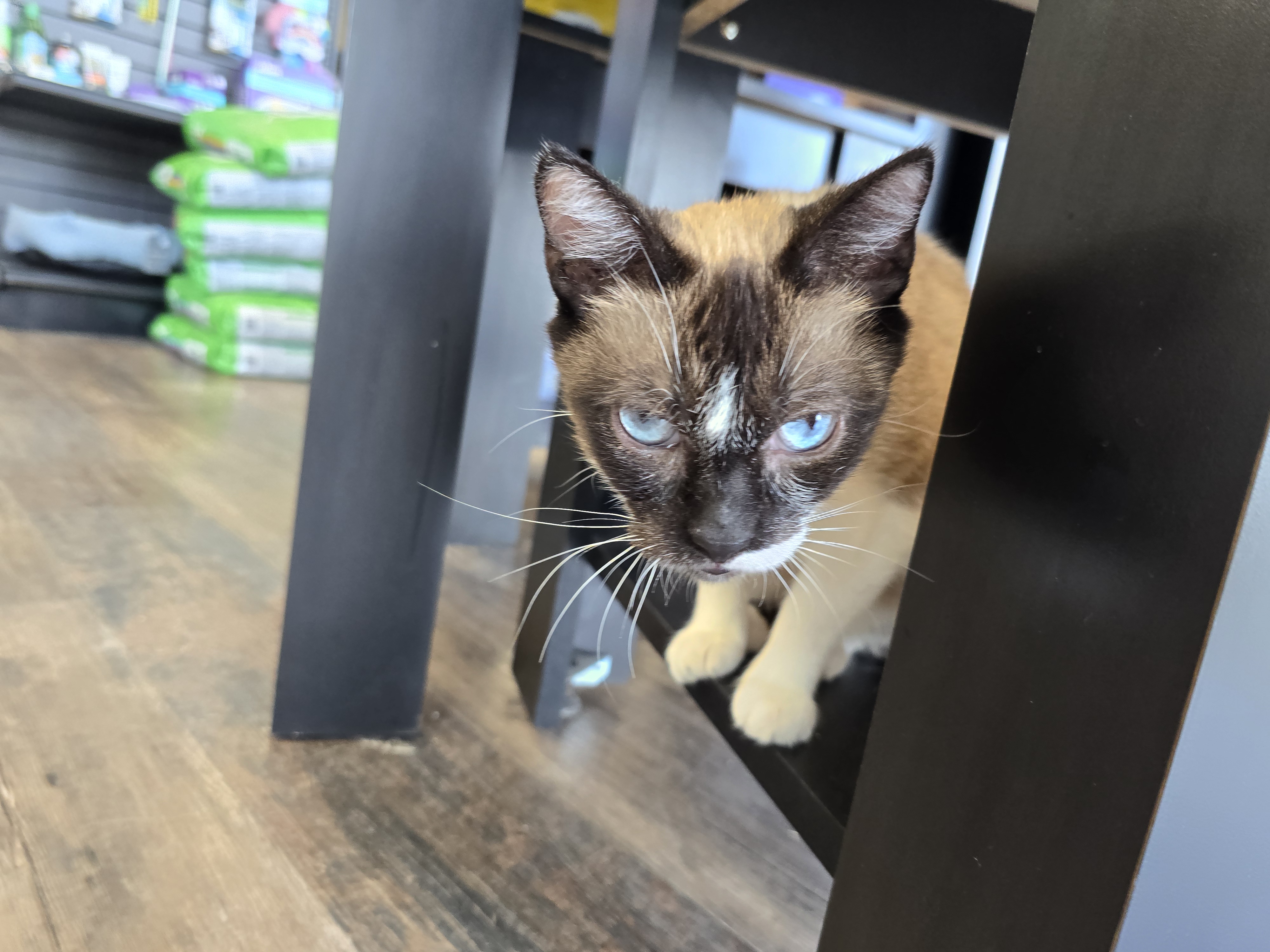 Willow, a Snowshoe Cat photo 2
