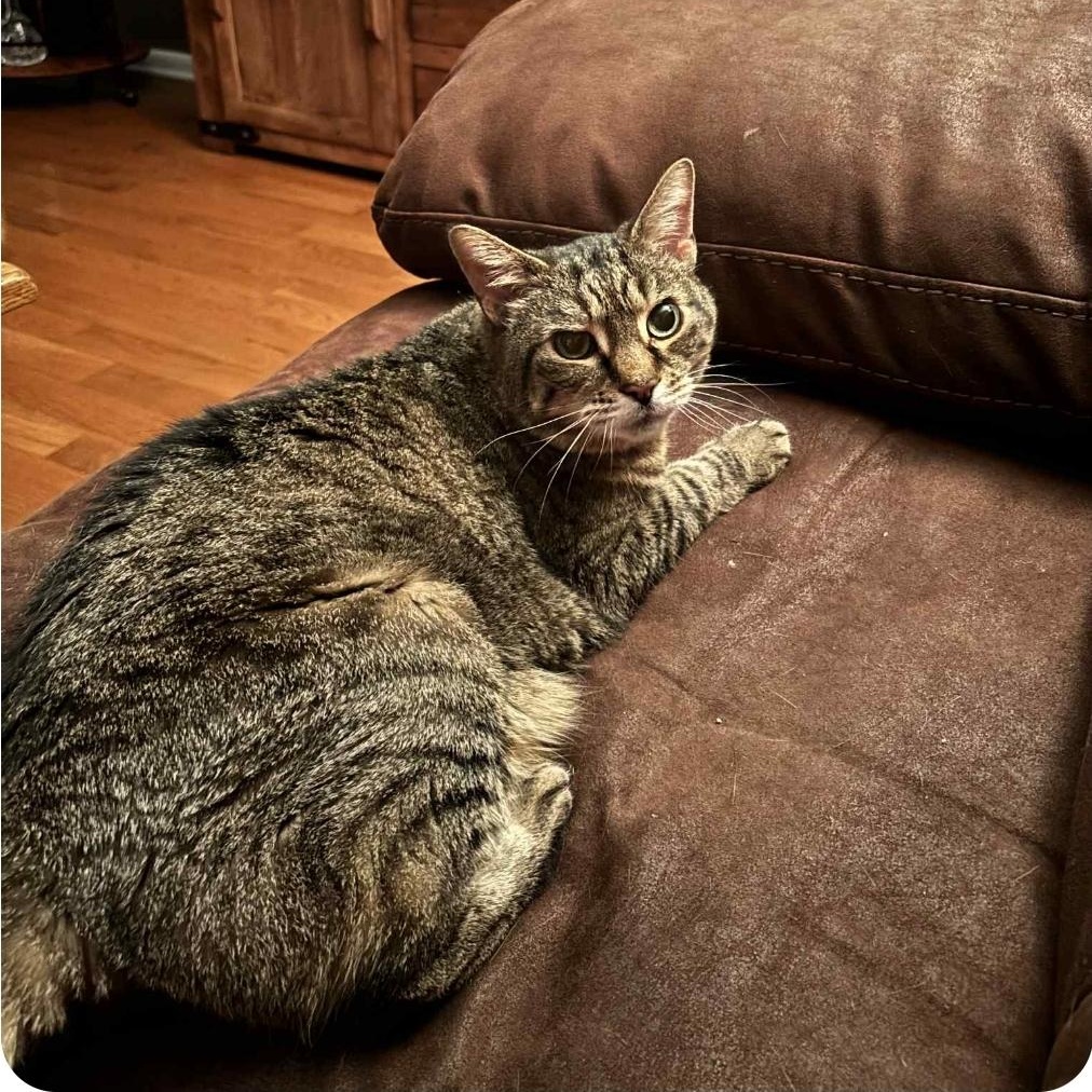 Enlarge Baby, a Adoptable mixed breed in Paramus, NJ image 5/6