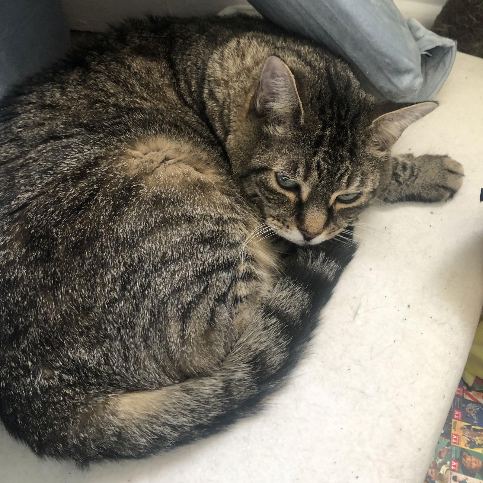 Enlarge Baby, a Adoptable mixed breed in Paramus, NJ image 2/6