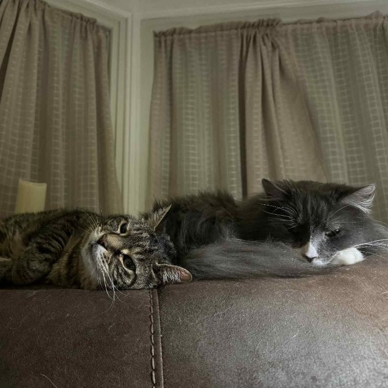 Enlarge Baby, a Adoptable mixed breed in Paramus, NJ image 6/6