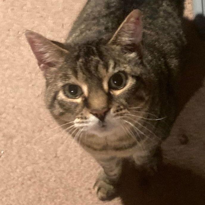 Baby, Adoptable, Senior Female American Shorthair.