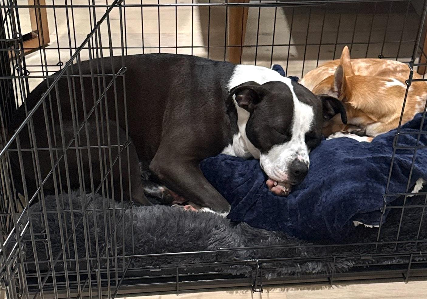 Enlarge Gus Gus, a Adoptable mixed breed in Brooklyn, NY image 3/6