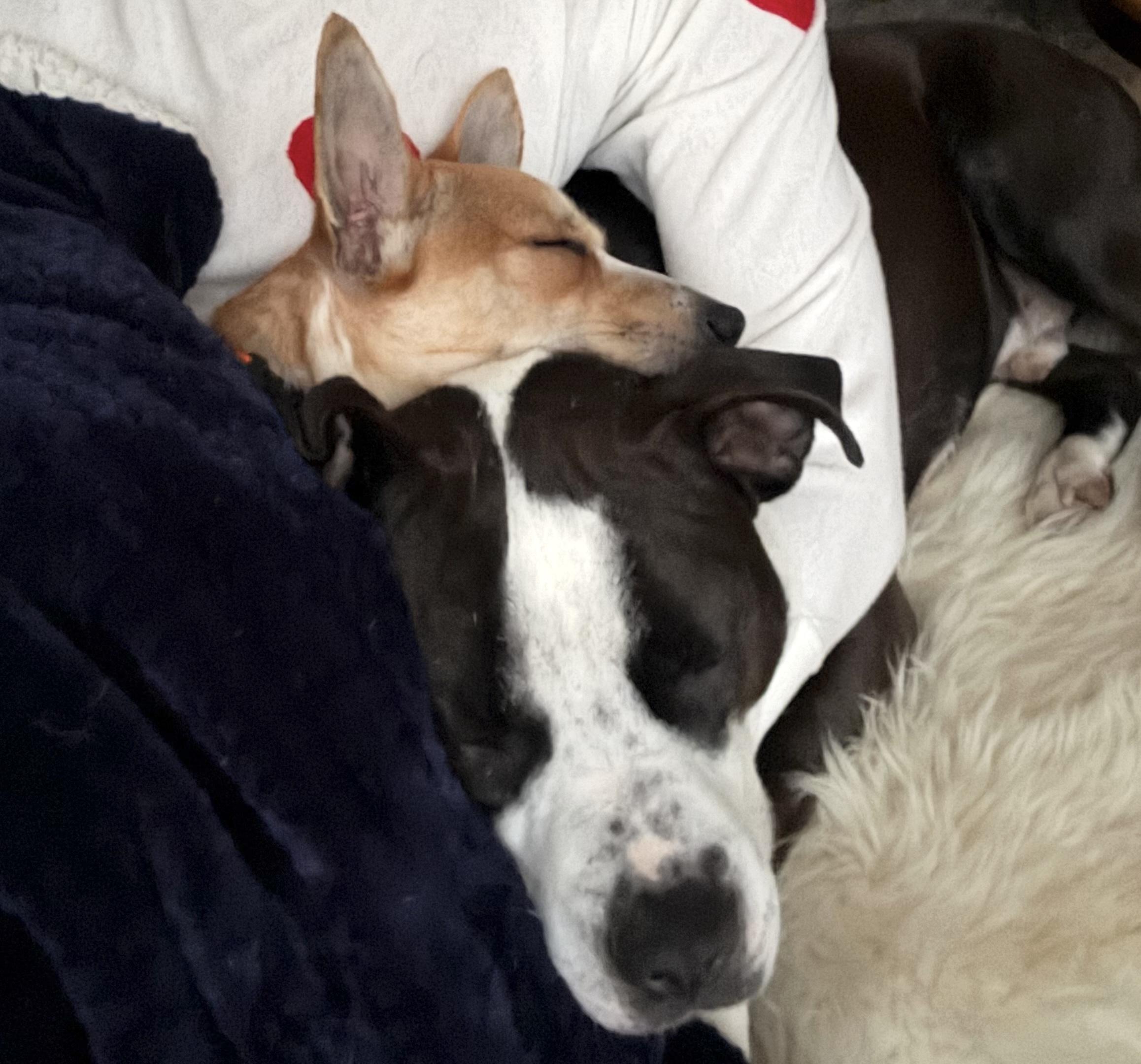 Enlarge Gus Gus, a Adoptable mixed breed in Brooklyn, NY image 5/6