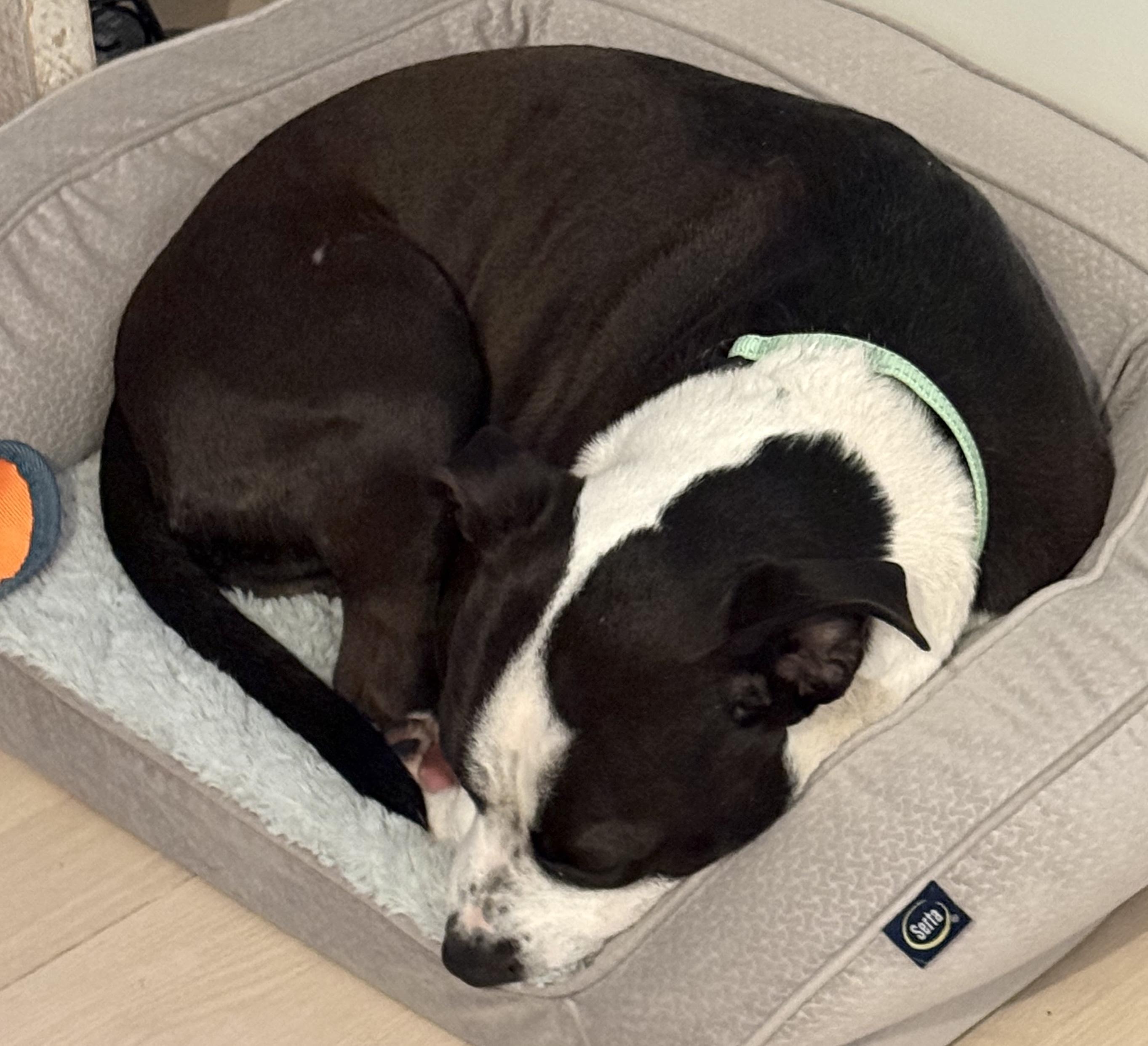 Enlarge Gus Gus, a Adoptable mixed breed in Brooklyn, NY image 4/6