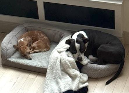 Enlarge Gus Gus, a Adoptable mixed breed in Brooklyn, NY image 6/6