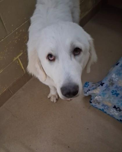 Enlarge Wylie, a ADOPTABLE Great Pyrenees in Canon City, CO image 1/1