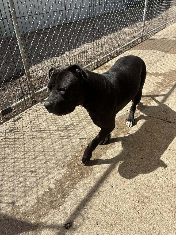 Enlarge AC Gypsy Rose, a Adopted mixed breed in Fremont, NE image 1/3