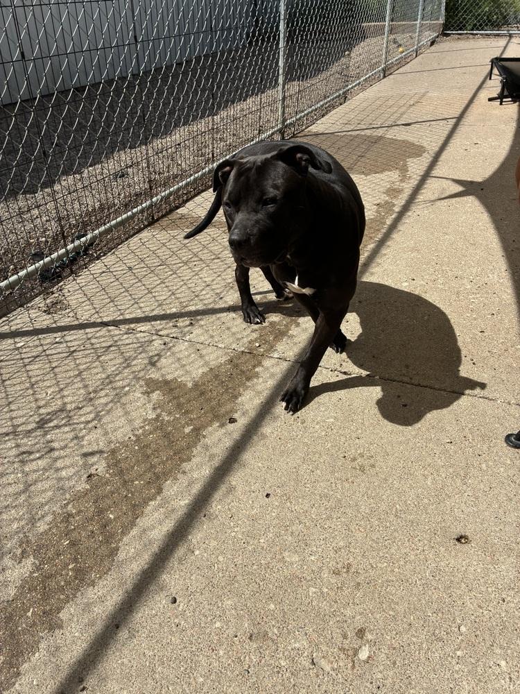 Enlarge AC Gypsy Rose, a Adopted mixed breed in Fremont, NE image 2/3