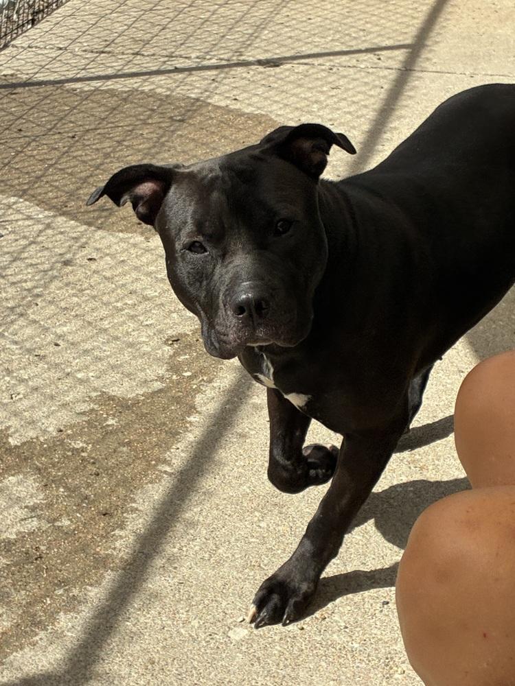 Enlarge AC Gypsy Rose, a Adopted mixed breed in Fremont, NE image 3/3