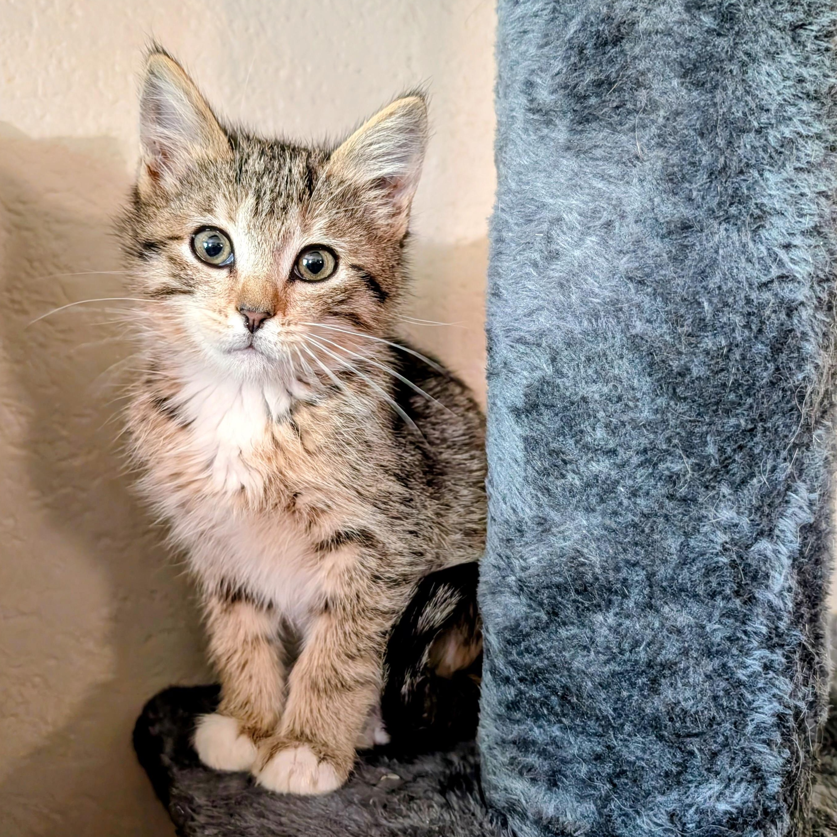 Nefertari, an adopted mixed breed in Midvale, UT image 1/2