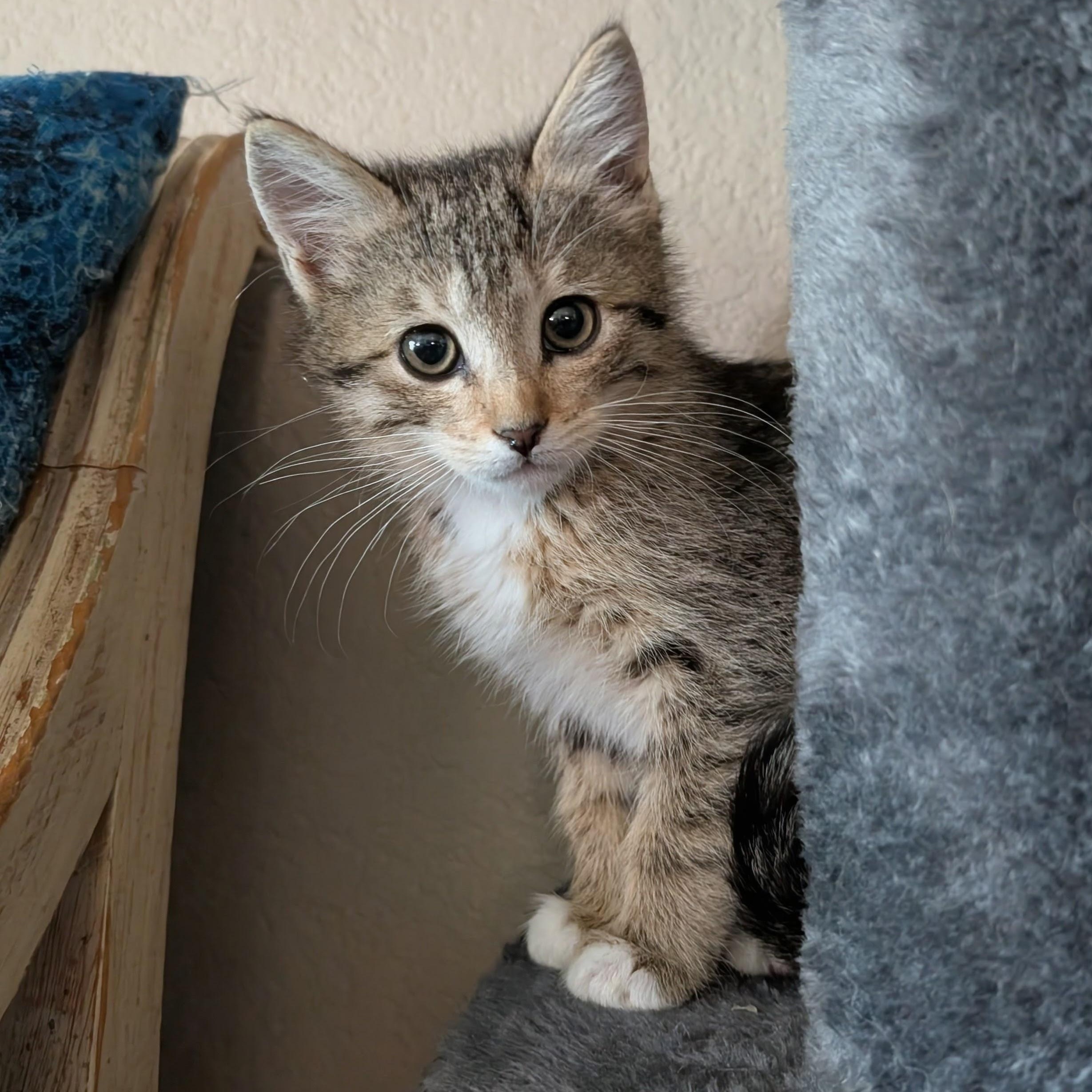 Nefertari, an adopted mixed breed in Midvale, UT image 2/2