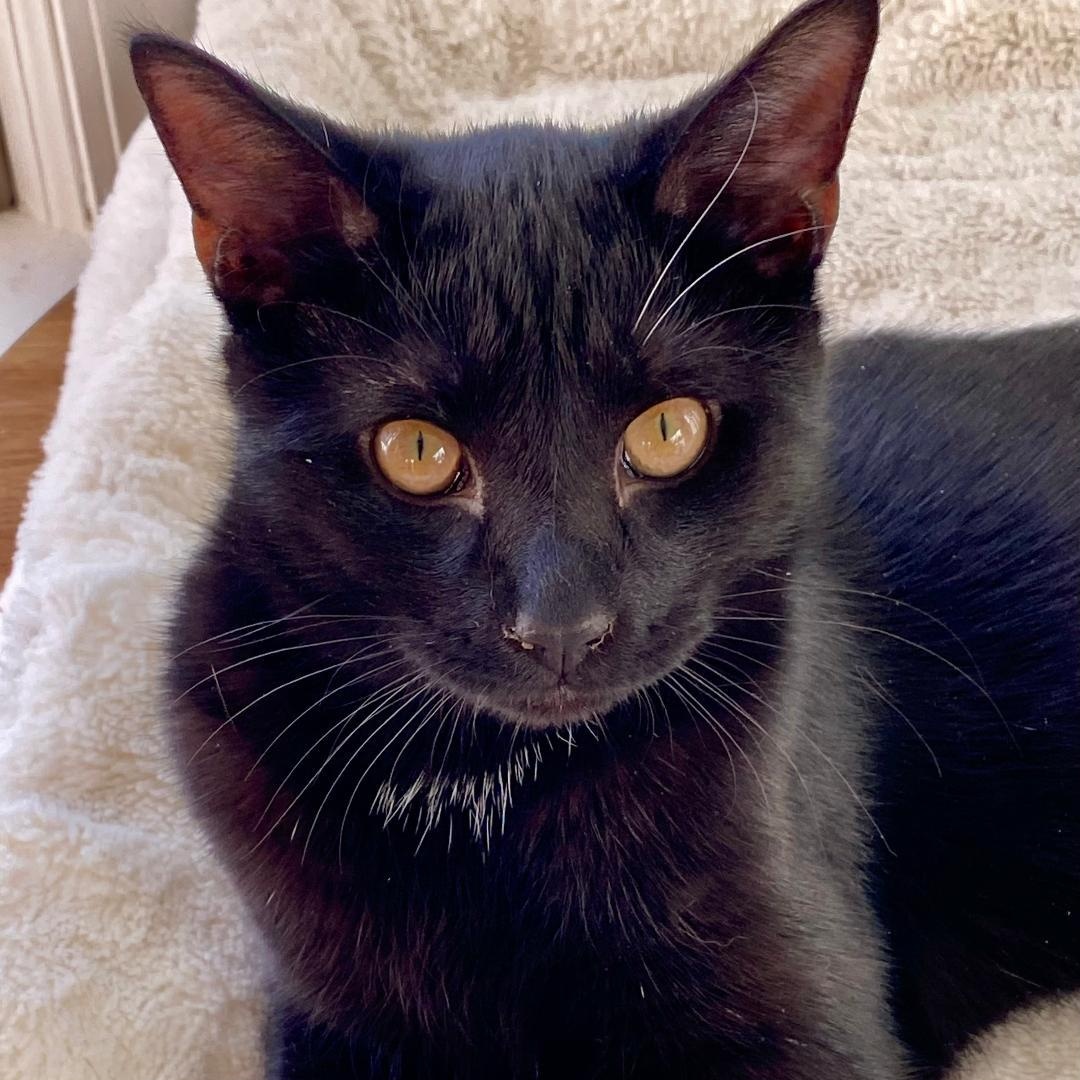 Enlarge Aaron, a ADOPTABLE Domestic Short Hair in Gastonia, NC image 6/6