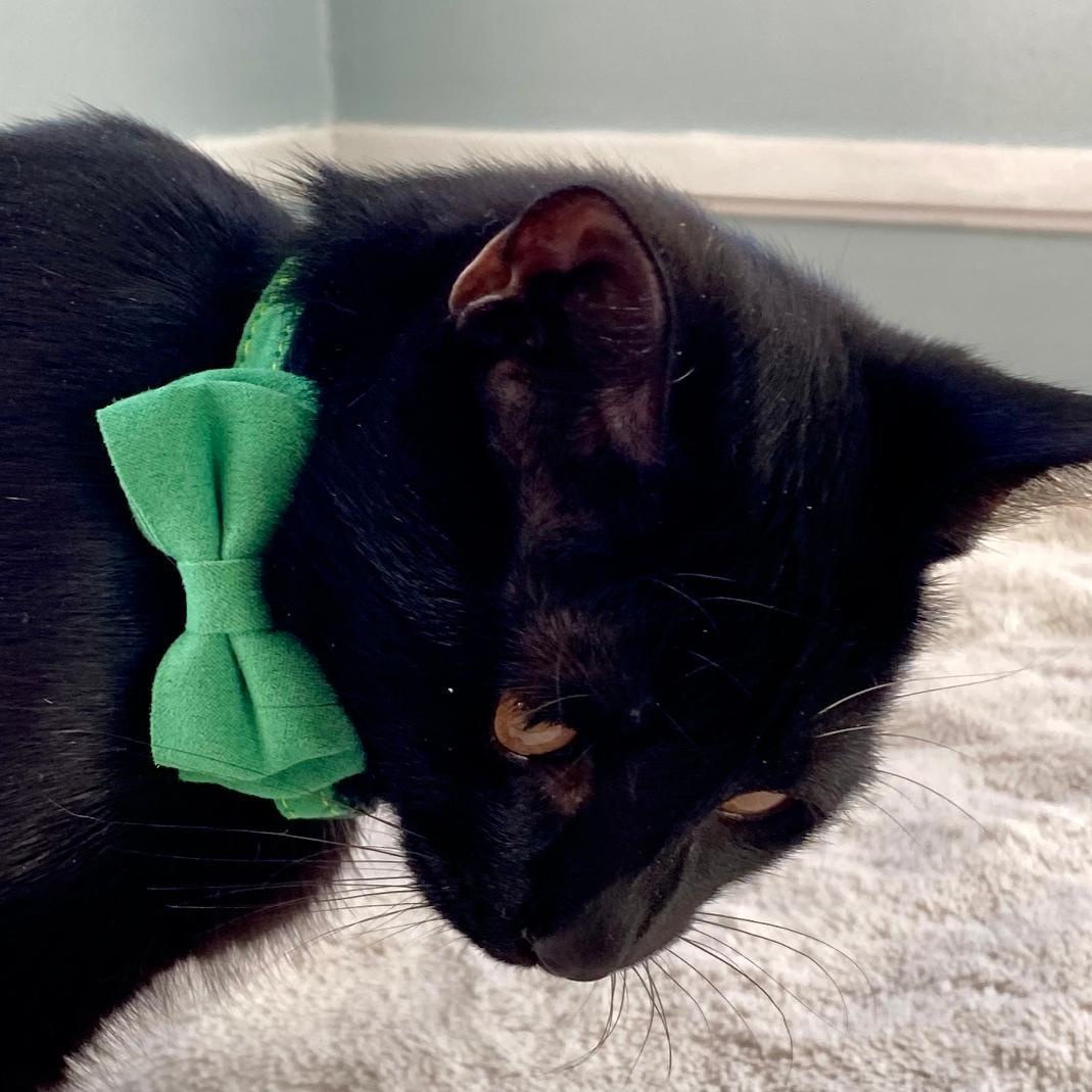 Enlarge Aaron, a ADOPTABLE Domestic Short Hair in Gastonia, NC image 3/6